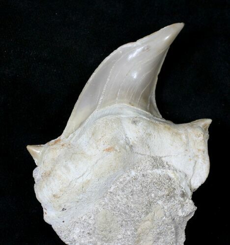 Pathological Otodus Shark Tooth #19770
